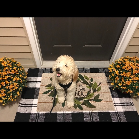 puppy9785